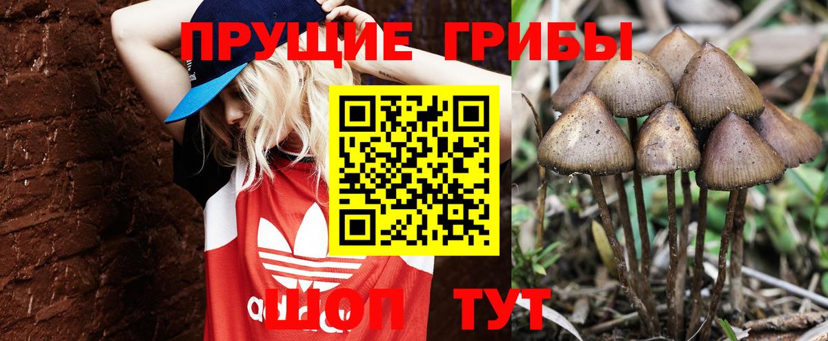 Псилоцибиновые грибы Cubensis Ахтубинск